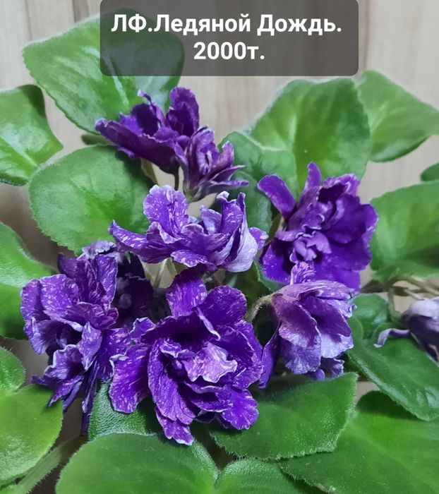 Фиалки цветущие.