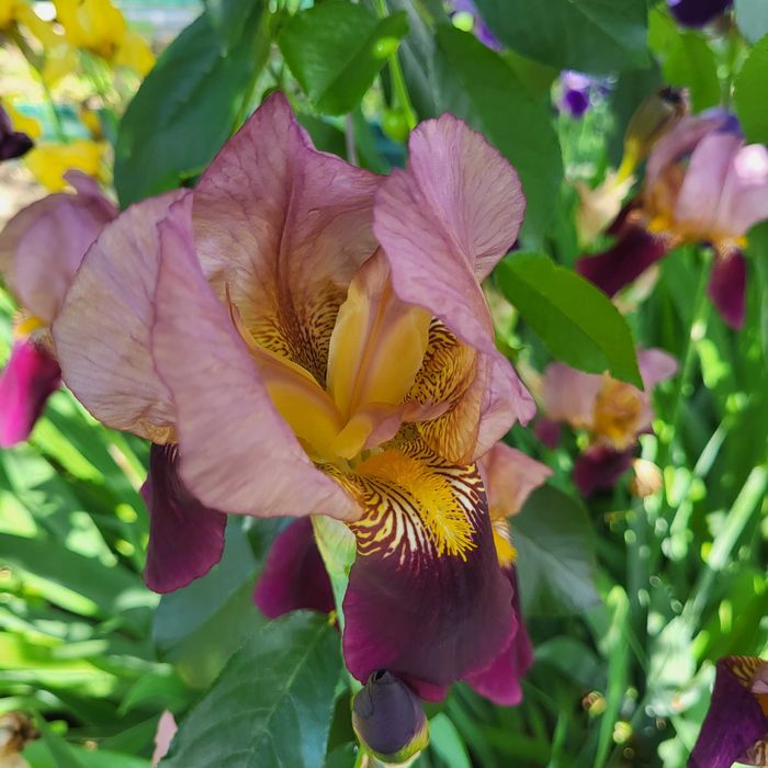 Продам луковицы ирисов