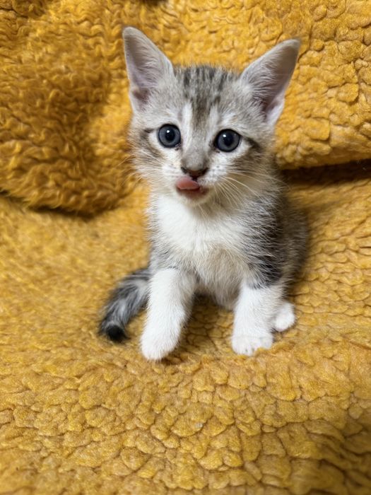 Продам шотландских котят