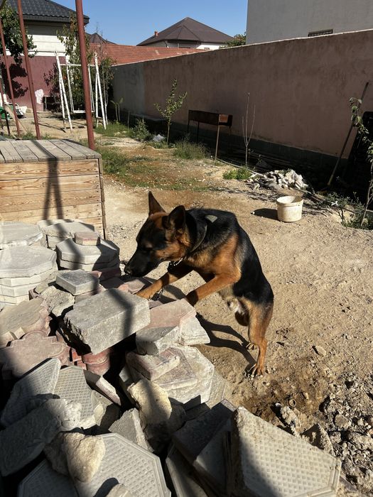 Продается немецкая овчарка
