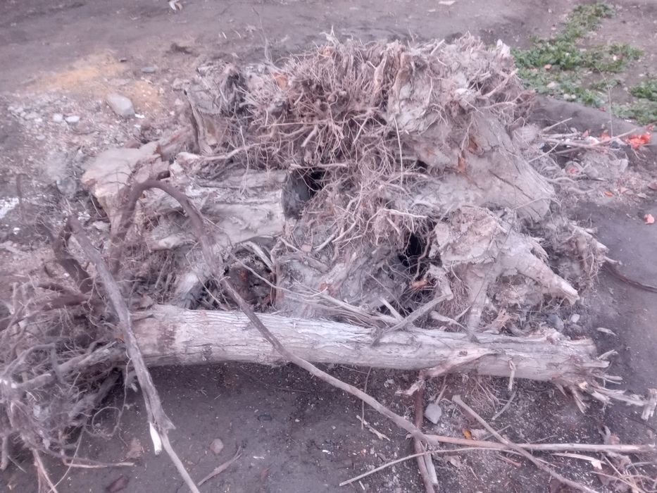 Томир ўтинлар сотилади 2 йиллик.