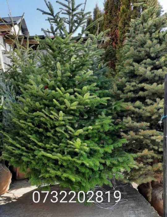 Tuia smarald și copacii mesteacăn, tei, platan