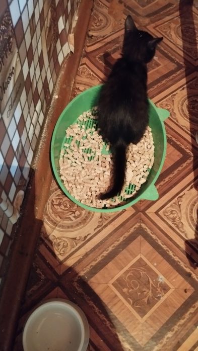 Отдам котят даром ..