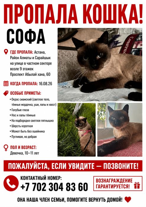 Пропала кошка сиамская
