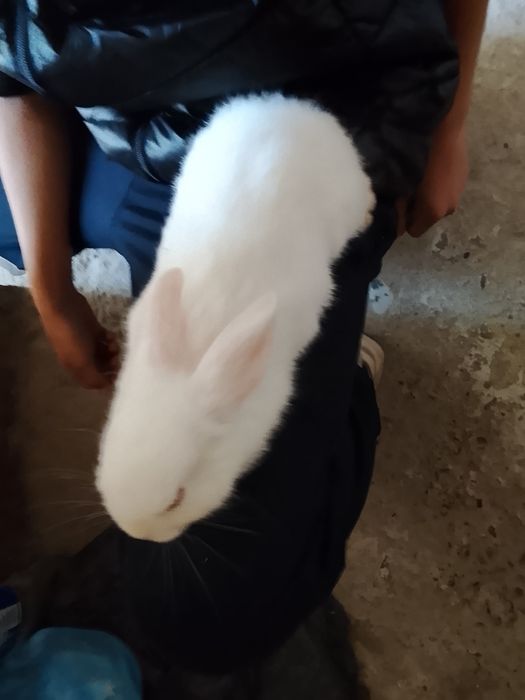 Quyonlar sotiladi 2ta dona qoldi