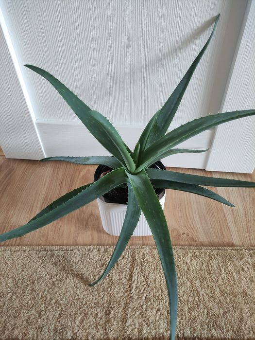 Алоэ 2500        .