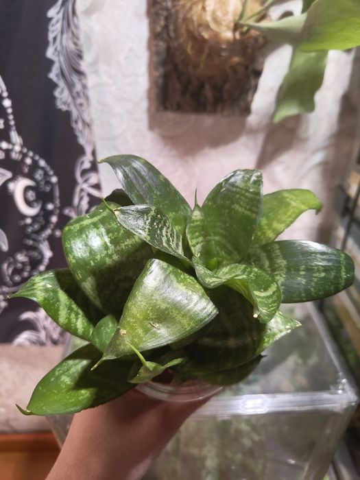 Комнатные растения