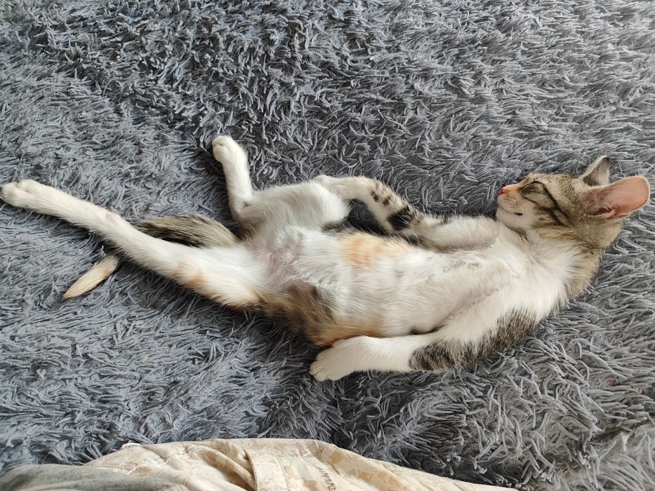 Отдам в хорошие руки