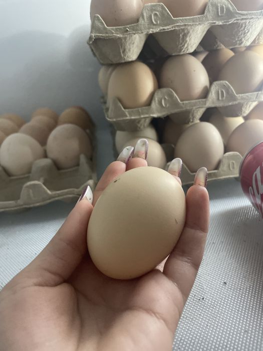 Oua de curte ,Isa Brown