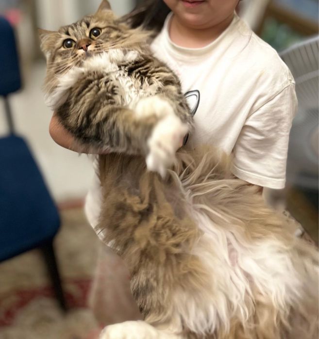 Отдадим в хорошие руки