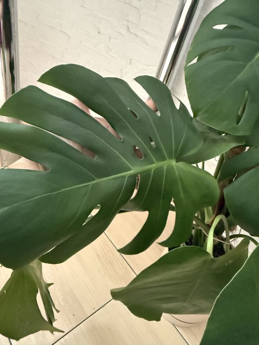 Монстера 2 черенка в горшке