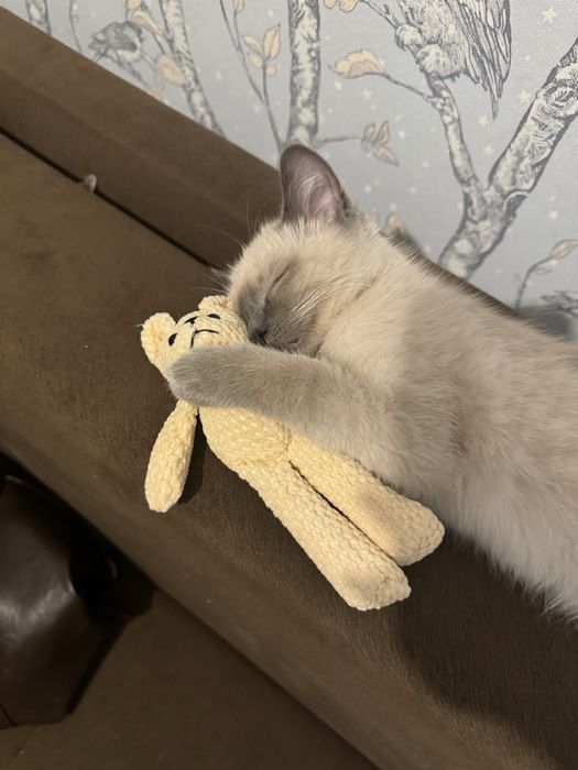 Взрослая кошка бесплатно