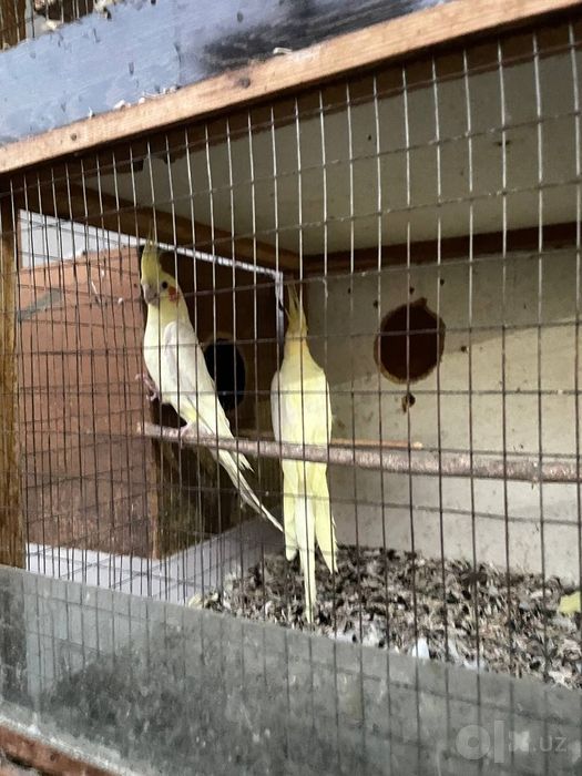 Sotiladi toti quwla tayyor para