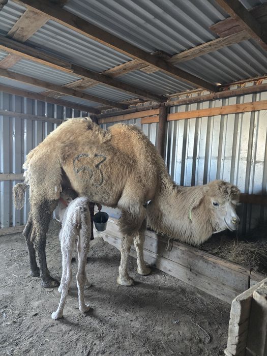 Боталы түйе сатылады