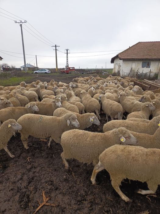 Vand oi cu miei 300 capete!