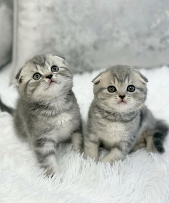 Шотландские котята Скоттиш Фолд