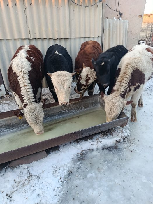 Продам телят 11 голов