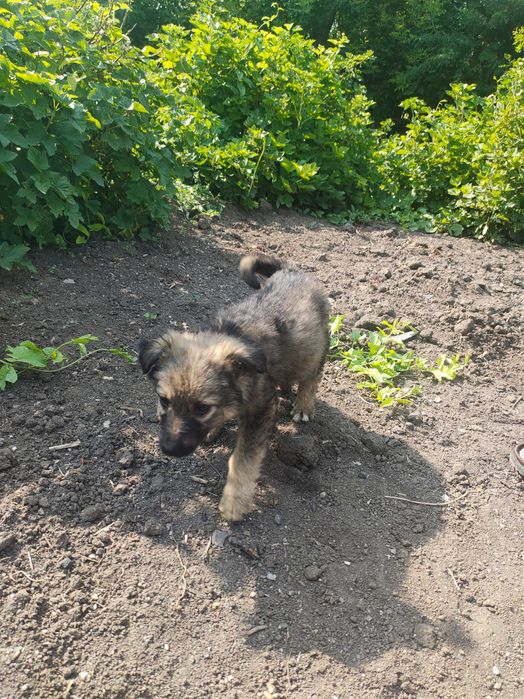 Отдам в хорошие руки