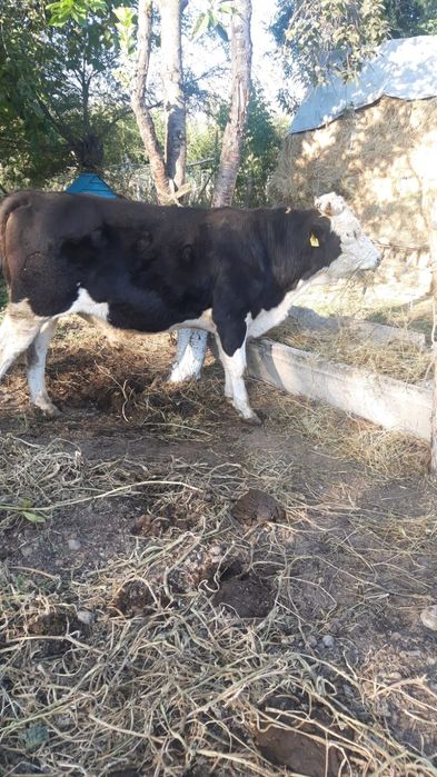 Бык 3 годик продаётся