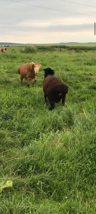 Продаём баранов    Қой сатамыз