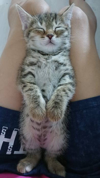 Кошечка девочка  2 мес