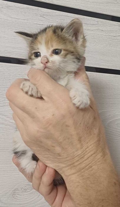 Котята-сироты ищут добрый дом