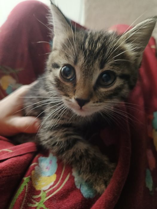 Котята бесплатно