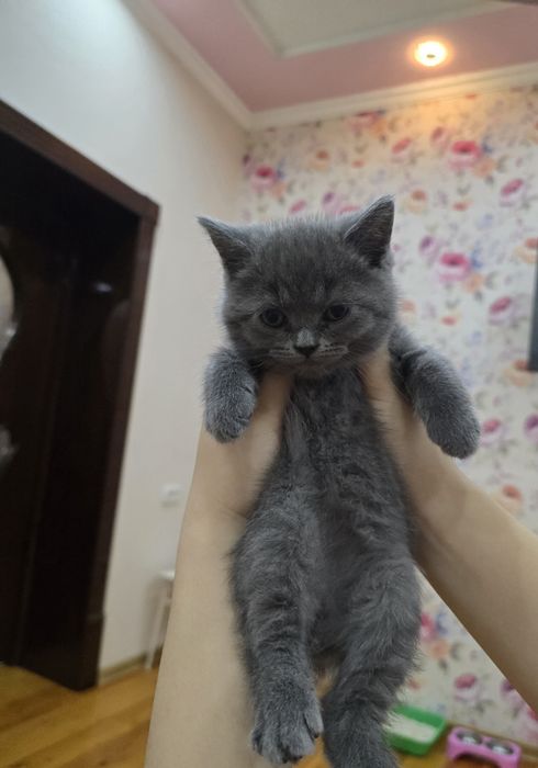 Страйт Мушукчалар сотилади