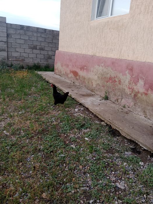 Продаю несушки, петух