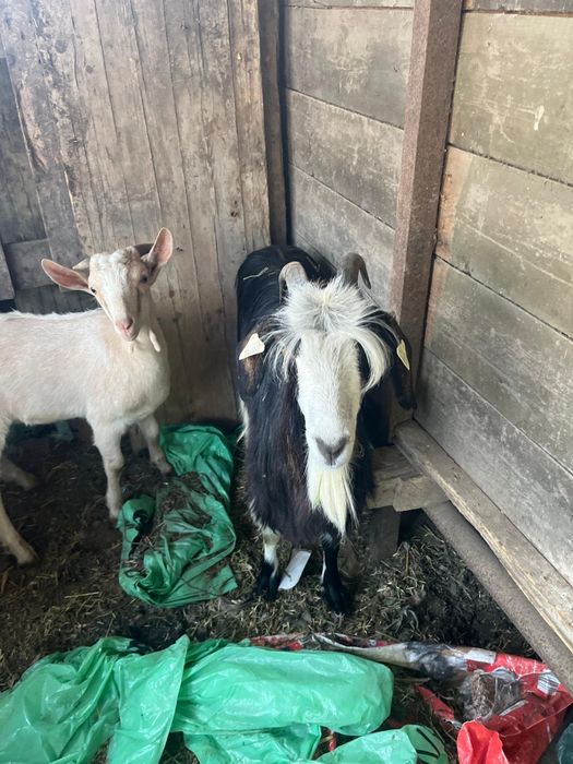Vând 3 capre 1 țap și două capre bune de lapte