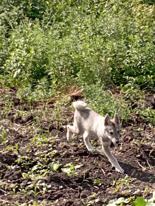 Продам щенков ЗСЛ!!!