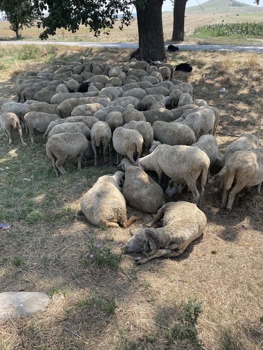 Toata turma 140 oi de vanzare