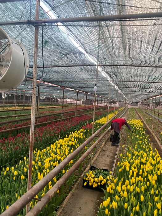 Тюльпан крупный отборный