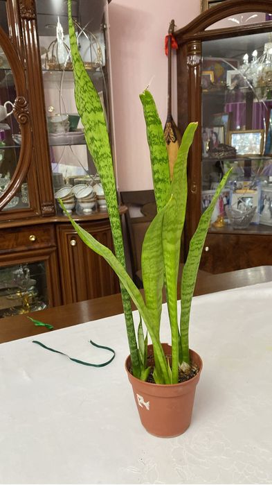 Комнатные кеприхотливые цветы