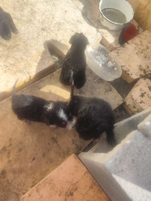 Отдам даром щенят