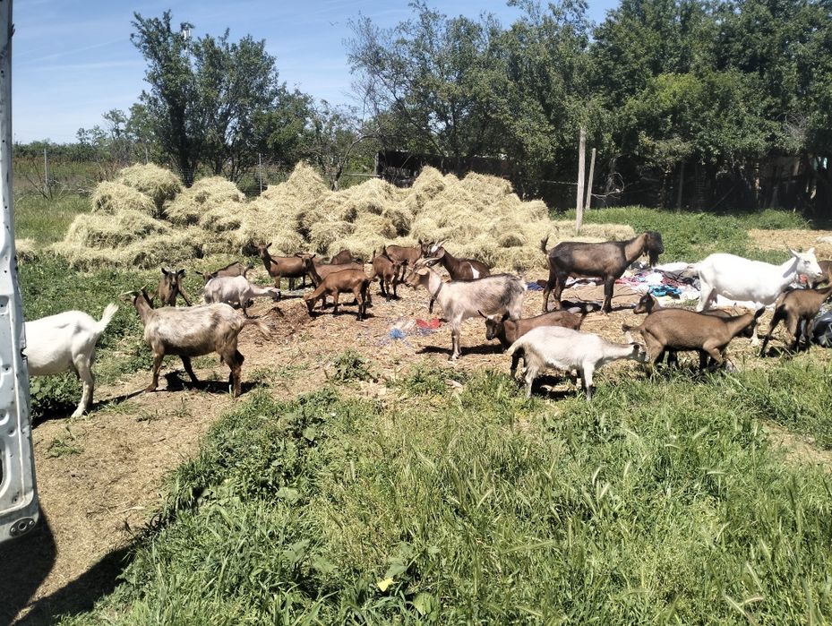 Vind ieduțe alpin francez