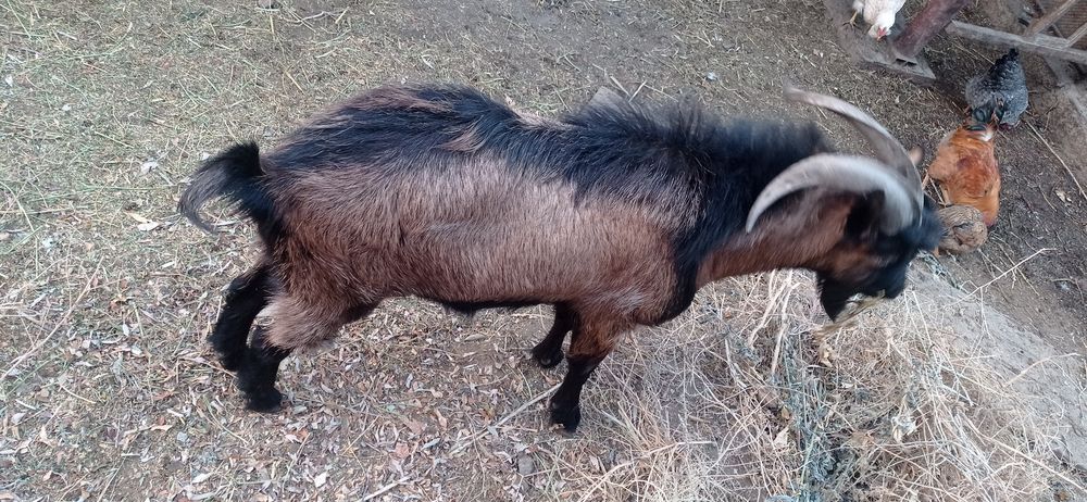 Ешкилер сатылады