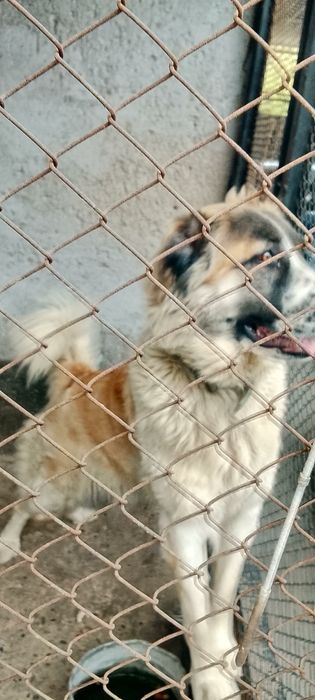 Алабай девочка 1.5 года