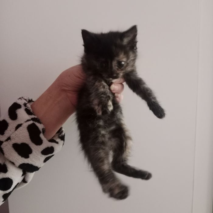 Отдам котят в хорошие руки