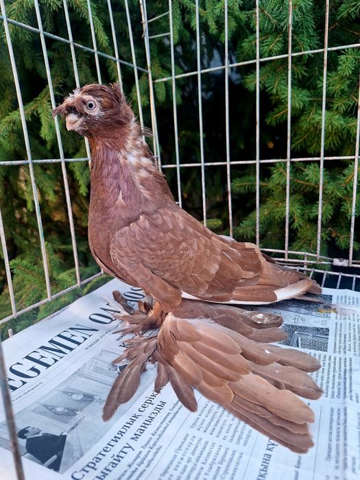 Продам красного самца пискуна