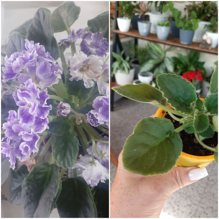 Фиалки комнатные