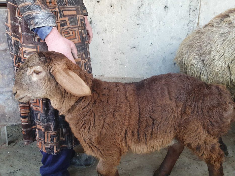 3 ta toza zotli hisori qozi qochqorlar sotiladi