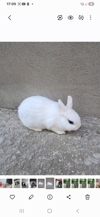 Schimb.. Femela Hotot cu Mascul Hotot