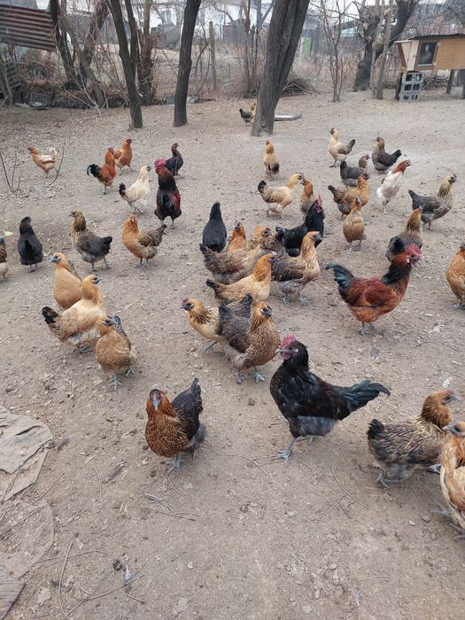 Продам куры петухи!