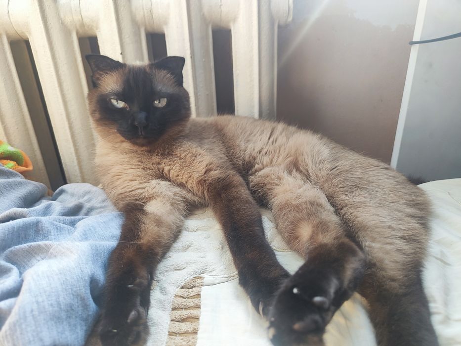 Отдам сиамского вислоухого котика