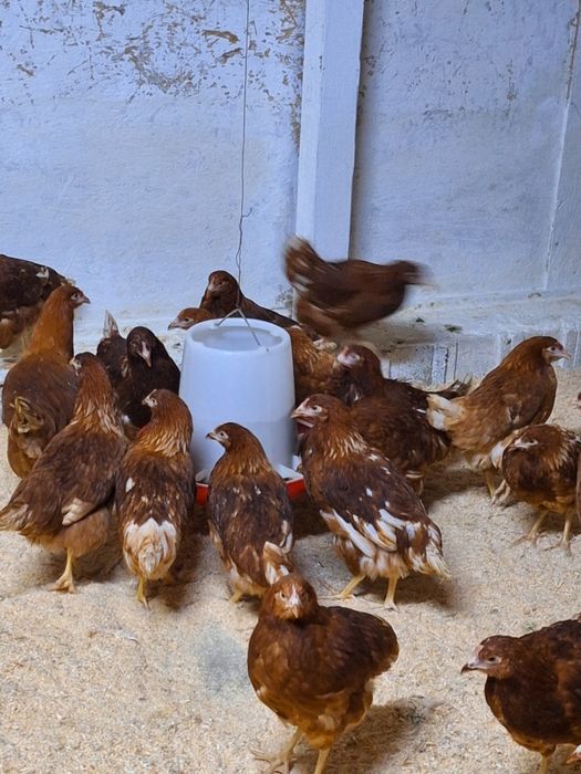 Продам курей несушки