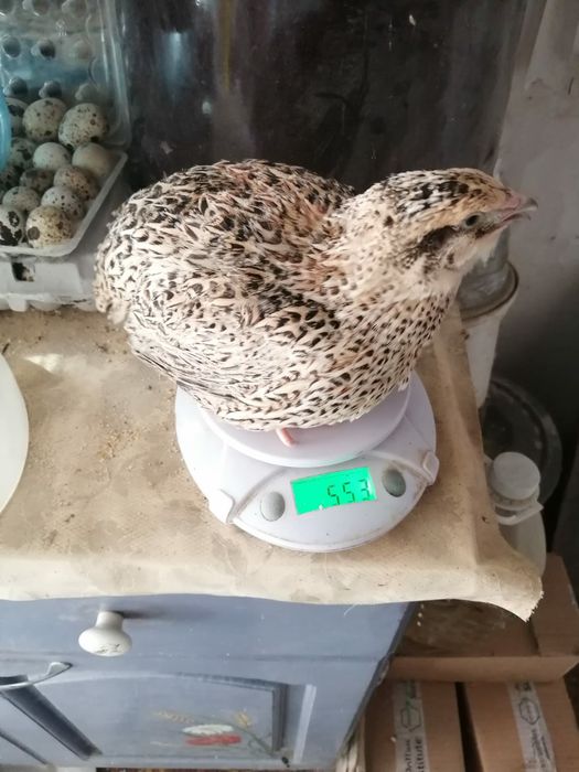 Vând ouă de prepelita pentru incubat