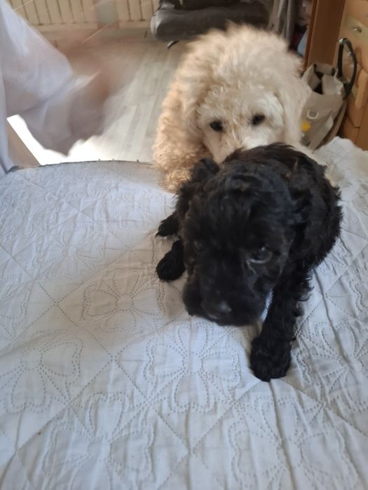 Продается той пудели