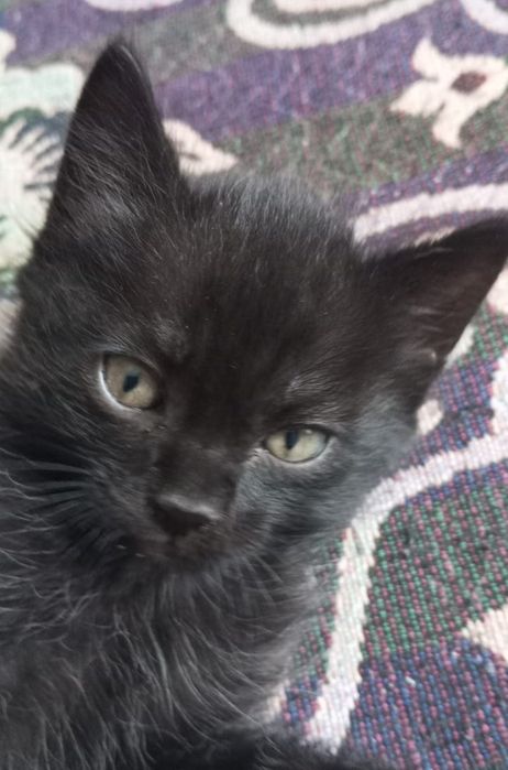 Отдам в добрые  руки