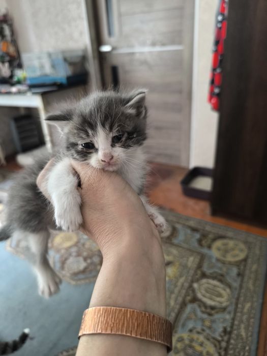 Отдам катят в добрые руки